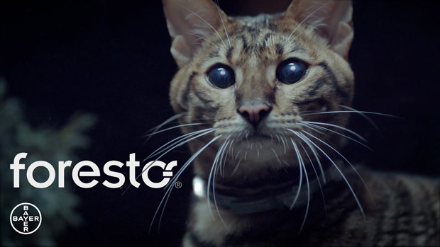 ��������� ����� �������� Foresto ������ ������ � ����